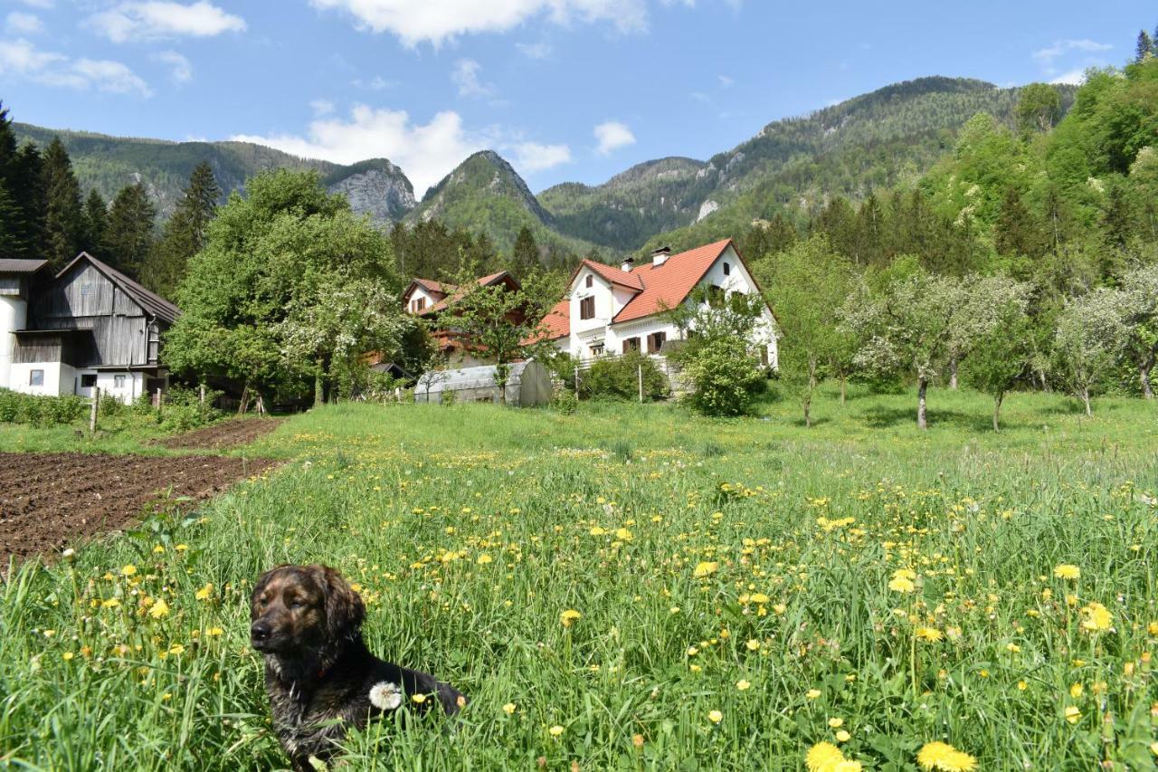 Turisticna Kmetija Stoglej Villa Luče Dış mekan fotoğraf